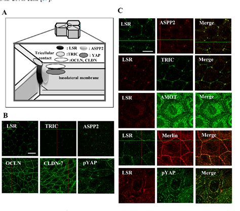 Figure 1 From The Roles Of Tricellular Tight Junction Protein Angulin 1 Lipolysis Stimulated