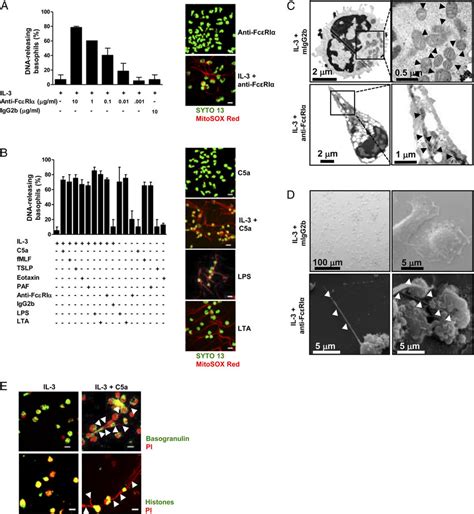 Release Of Dna From Human Basophils Following Physiological