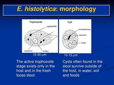 Entamoeba Histolytica Morphology