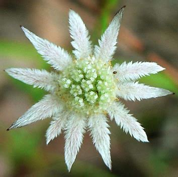 Flannel Flowers Waratahs Flannel Flowers