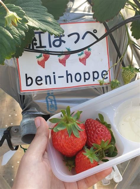 Why Gaiya Farm Is The Perfect Place To Experience Strawberry Picking When You Visit Chiba