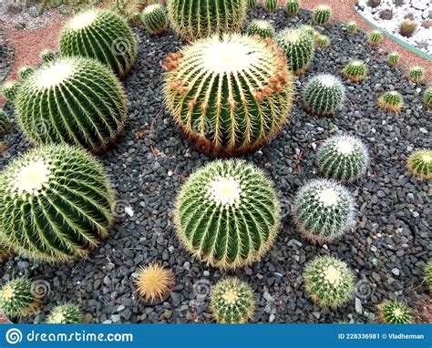 Cactus De Diferentes Formas Naturales Imagen De Archivo Imagen De