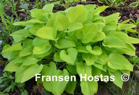 Hosta Golden Scepter Fransen Hostas