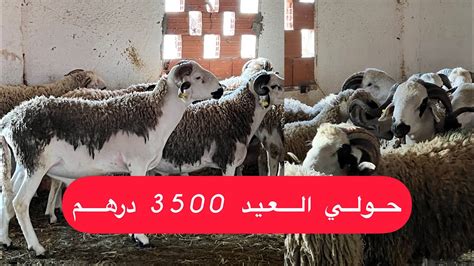 حولي العيد2023🐏شريت خروف العيد😍اثمنة الخروف والعلف الطبيعياجود انواع