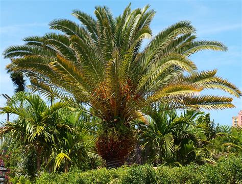 Phoenix Canariensis Identifying Commonly Cultivated Palms