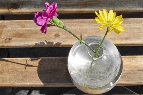 Free Picture Carnation Glass Pink Still Life Vase Water Yellow