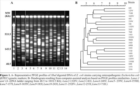 Scielo Brasil Genetic Analysis Of Escherichia Coli Strains Carrying Enteropathogenic