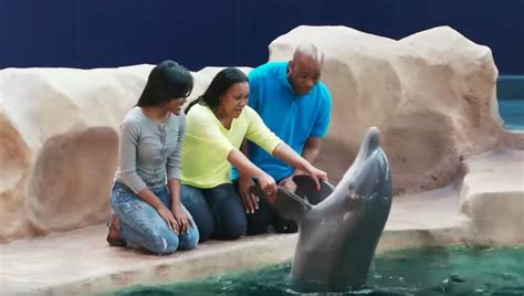 Dolphin Animal Encounter & Experience | Georgia Aquarium