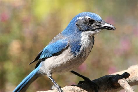 Arizona Scrub Jay