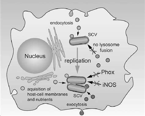 Spi Function Is Important For Intracellular Survival Of S