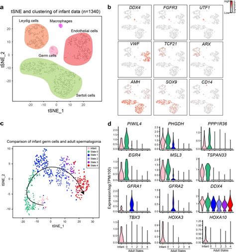 The Adult Human Testis Transcriptional Cell Atlas Abstract Europe Pmc