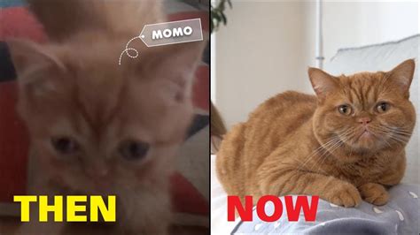 Kittisaurus Momo Then And Now Youtube