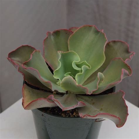 Echeveria Giant Blue Echeveria Buy Succulents Online Backyard