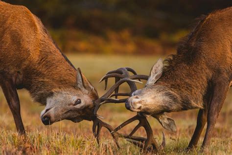 Le Brame Du Cerf Dans Les Vosges Un Spectacle Poustouflant