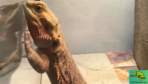 Bearded Dragon Behaviors Body Language And Diseases Explained