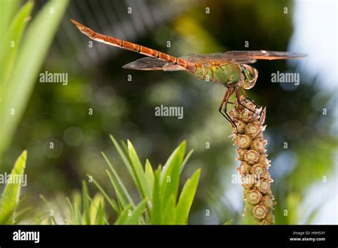 Asuncion Paraguay Rd November A Dragonfly Coryphaeschna