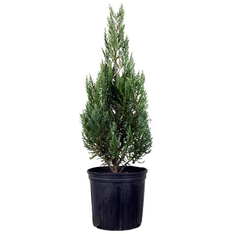 Blue Point Juniper Upright Pyramidal Evergreen Shrub 7 Gal