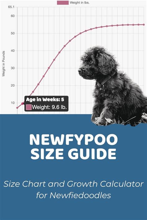 Springerdoodle Size Chart With 1,000+ Weight Data Points - Doodle Doods