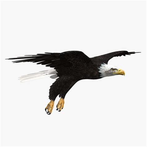 3d American Bald Eagle Animation Model