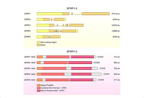 The Structure Of Sfrp Genes And Proteins The Diagram Shows Sfrp