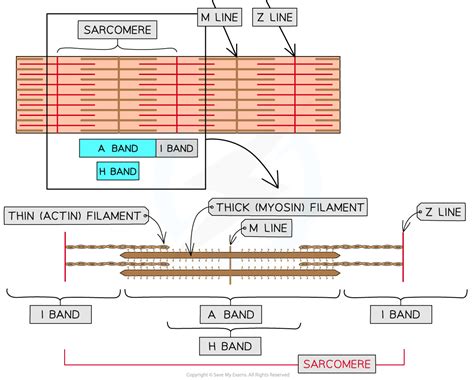 Mechanism Of Muscle Contraction Hl Hl Ib Biology Revision Notes