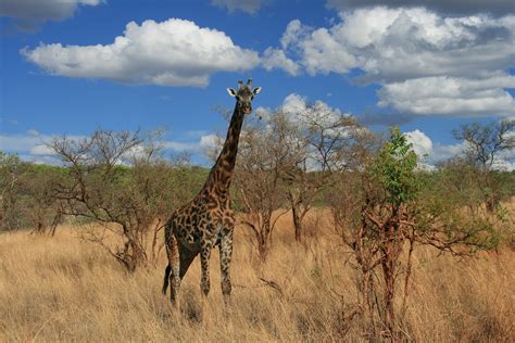 Z Rafa Safari Afrika Pixabay De Cretsiz Foto Raf Pixabay