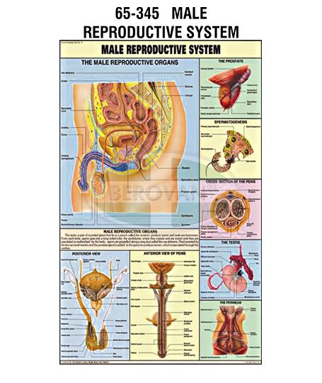 Reproductive System Anatomical Chart Buy Laminated Reproductive