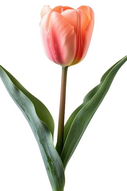 Premium Psd A Tulip With Green Leaves And A White Background