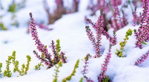 7 Benefits of Snow in the Garden