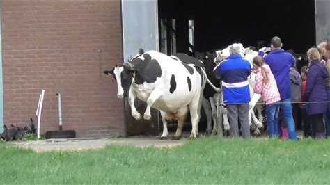 Koeiendans Bij Biologisch Melkveebedrijf N Pol YouTube