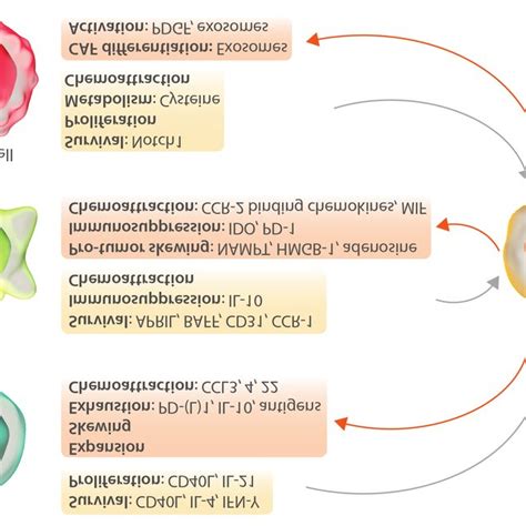 Interactions Between Chronic Lymphocytic Leukemia Cells And Bystander Download Scientific