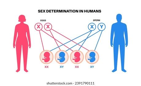 Sex Determination Humans Development Sexual Characteristics Stock