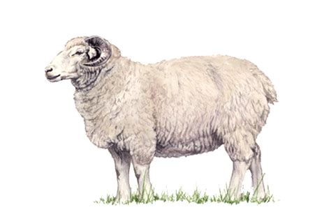 Lamb Png Transparent Images