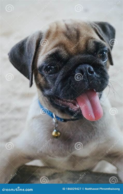 Portrait Of Beautiful Male Pug Puppy Dog Stock Image Image Of Funny