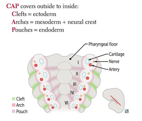 Dh Dental Histology Embryology Week Flashcards Quizlet