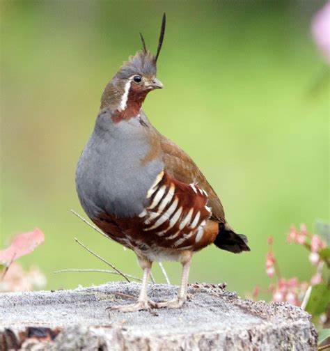 Mountain Quail Mountainous Chaparral West Of Rocky Mountains From