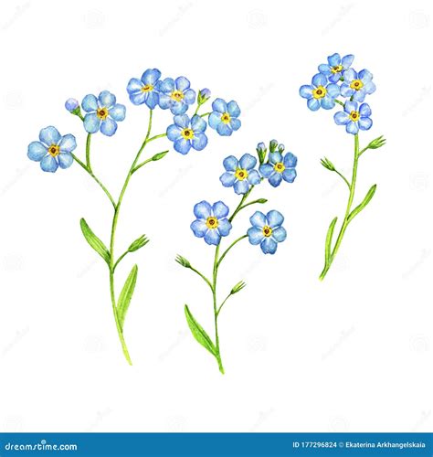 Watercolor Drawing Forget Me Not Flowers Stock Illustration Illustration Of Myosotis