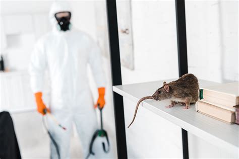 Rodents Control Macarthur Pest Solution