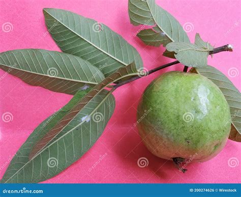 A Guava With Leaf And Stem In A Pink Background Scientific Name