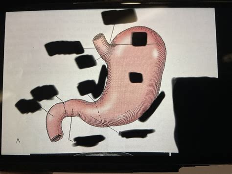 Labeling of stomach anatomy Diagram | Quizlet