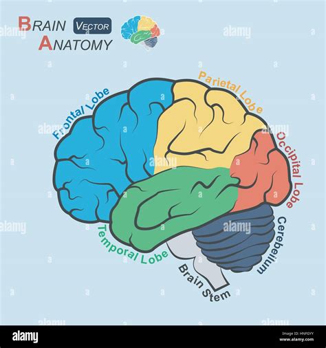 Brain Anatomy Flat Design Frontal Lobe Temporal Lobe Stock