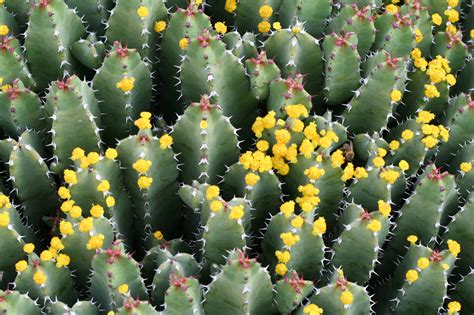 Euphorbia Resinifera Wiricactus