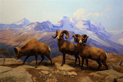 X X Bighorn Sheep Background Coolwallpapers Me