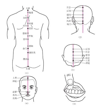 二督脉 中医腧穴解剖 医学