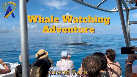 Whale Watching Excursion In Grand Turk Youtube