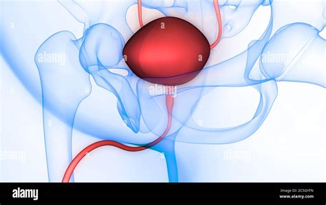 Uretra Urinaria Masculina Humana De La Vejiga Fotograf As E Im Genes De