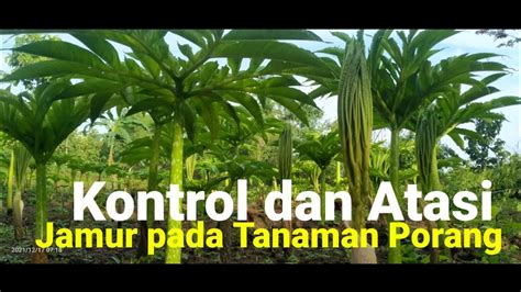 Kontrol Dan Atasi Jamur Pada Tanaman Porang YouTube