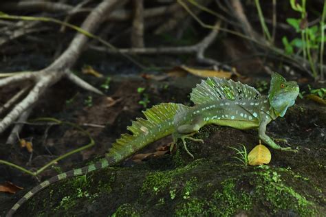 Green Basilisk • Basiliscus Plumifrons • Reptile Sheet