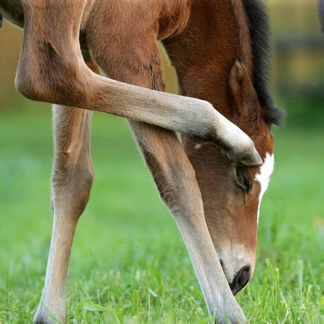 Everything you need to know about breeding thoroughbreds. | New Zealand ...