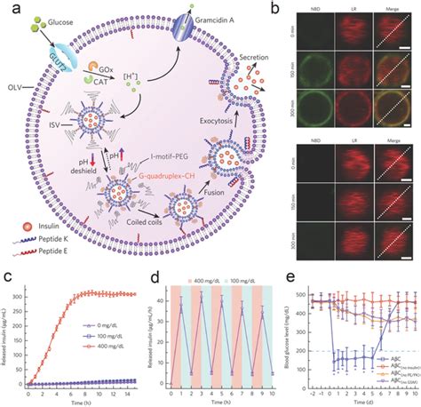 The Design Of Membranefusionmediated Glucoseresponsive Insulin